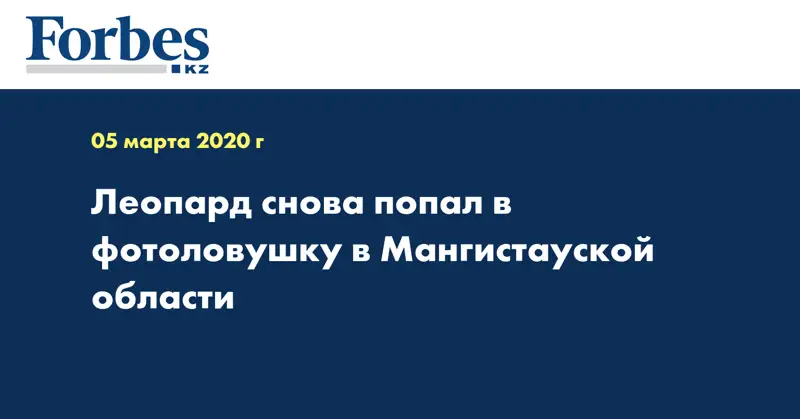 Леопард снова попал в фотоловушку в Мангистауской области