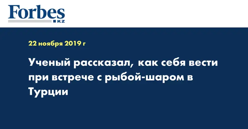 Ученый рассказал, как себя вести при встрече с рыбой-шаром в Турции
