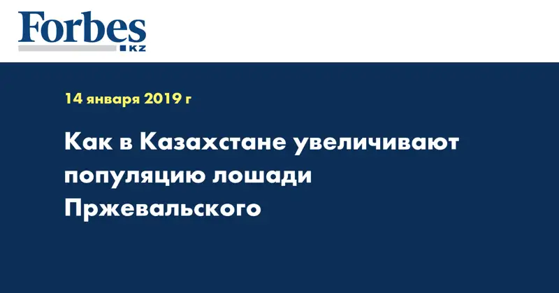 Как в Казахстане увеличивают популяцию лошади Пржевальского