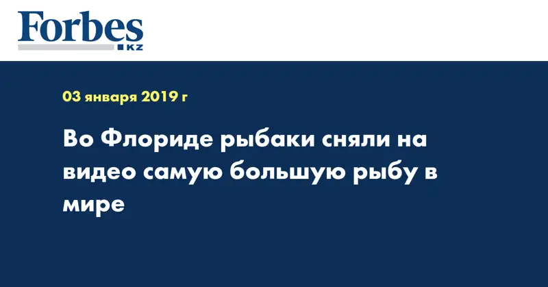 Во Флориде рыбаки сняли на видео самую большую рыбу в мире