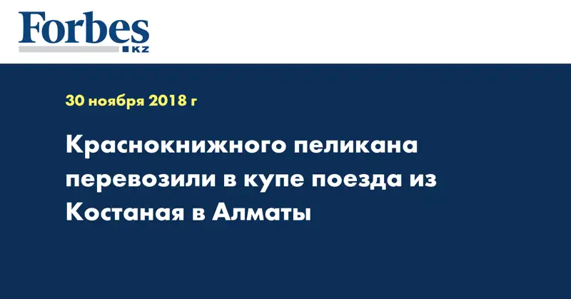 Краснокнижного пеликана перевозили в купе поезда из Костаная в Алматы