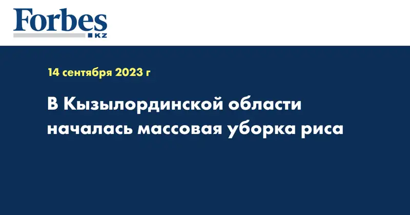 В Кызылординской области началась массовая уборка риса