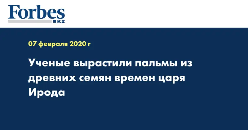 Ученые вырастили пальмы из древних семян времен царя Ирода