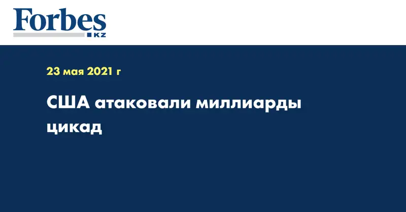 США атаковали миллиарды цикад