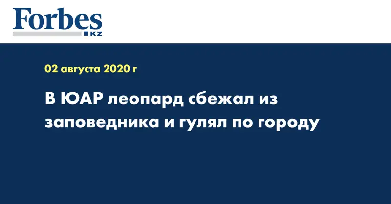 В ЮАР леопард сбежал из заповедника и гулял по городу
