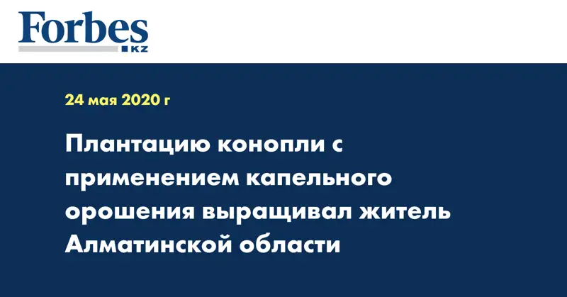 Плантацию конопли с применением капельного орошения выращивал житель Алматинской области