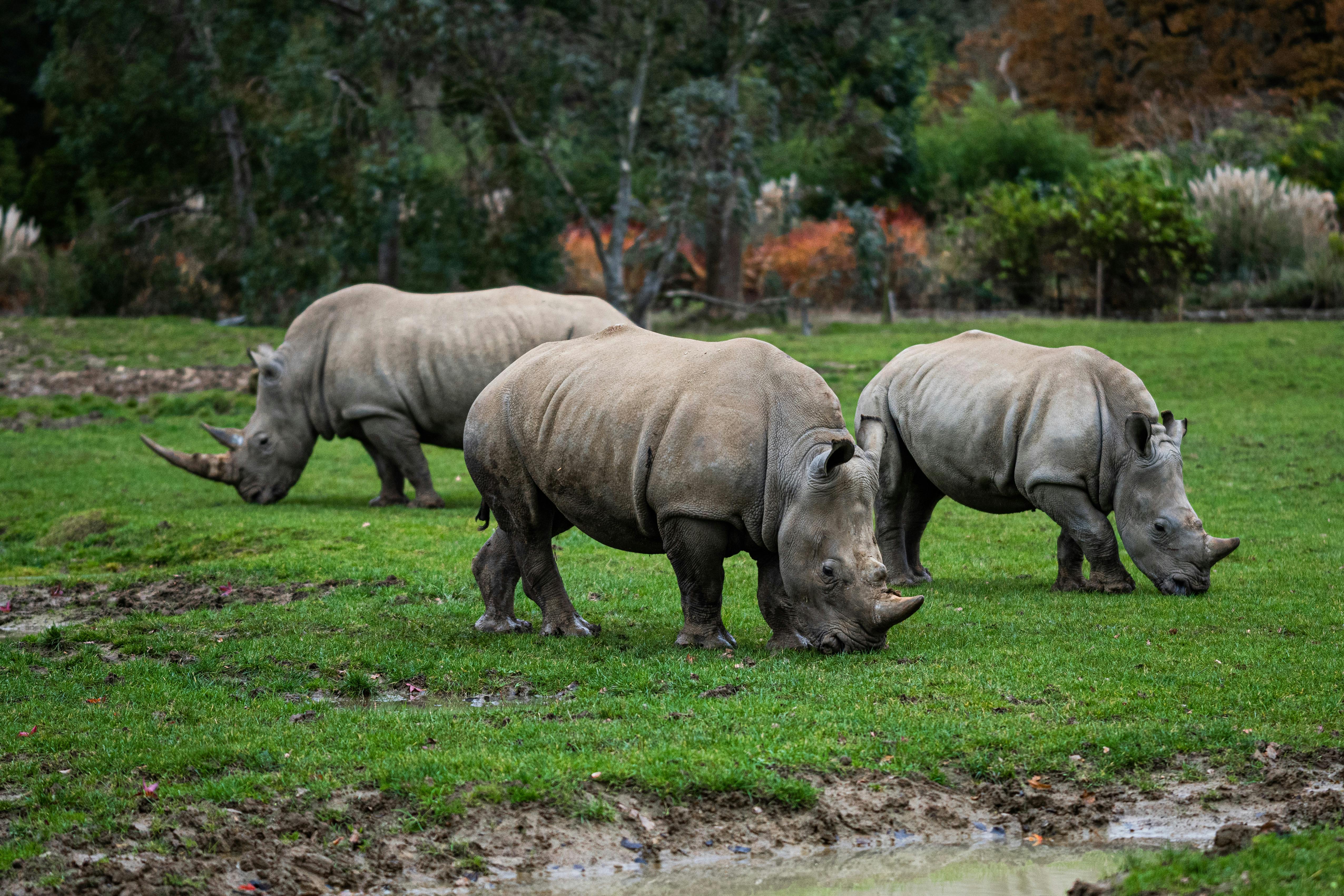 Чем грозят бизнесу «серые носороги» и как их распознать риск-менеджменту