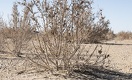 Как волонтёры на дне Арала саксаул сажали 