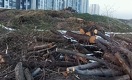 Возбуждено дело по факту массовой вырубки деревьев на участке Qazaq Stroy