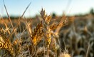 Почему почти половину семян пшеницы в Казахстане можно считать мусором