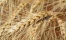 Как через КТЖ регулируют цены на пшеницу в Казахстане 