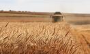 Объём экспорта пшеницы из Казахстана за год вырос на 17% 