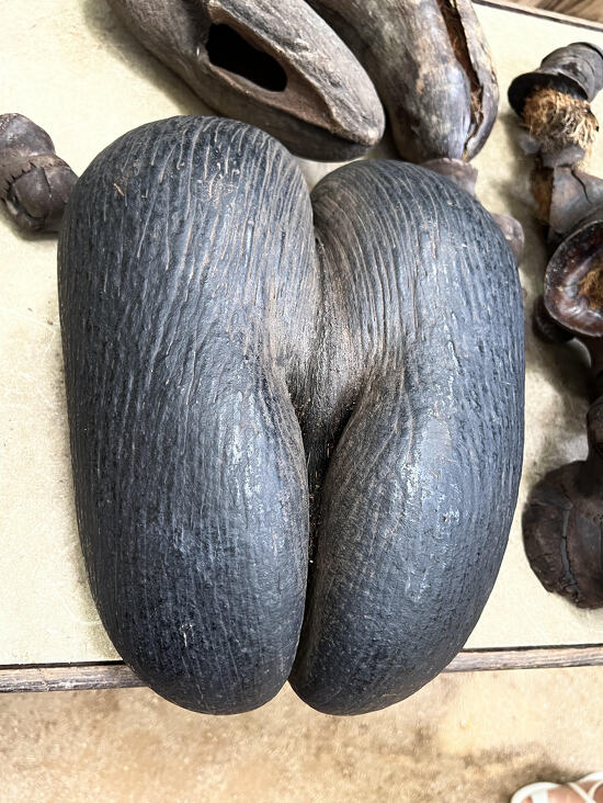 Плод пальмы коко-де-мер