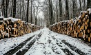 Казахстанские предприятия смогут вывозить российский лес автотранспортом