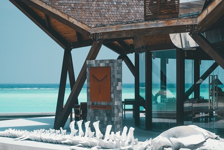 Bodumas и его «большая рыба»