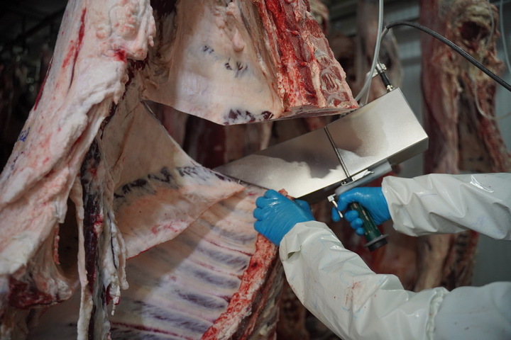 Измерение мраморности мяса