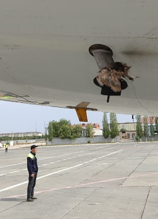 Попадание птицы в датчик индикации температуры окружающей среды во время захода на посадку на самолете Аirbus A321 Air Astana. Рейс КС863 Алматы - Актобе