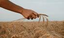 Казахстанская пшеница за месяц подешевела на $100 за тонну