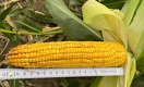 Как кукурузу сорта «Алия» от Kusto Group стали выращивать в Америке