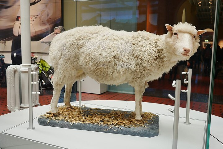 Овца Долли в Национальном Музее Шотландии