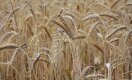 В Казахстане назревает проблема с ввозом зерна
