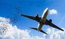 Птицы попали в оба двигателя самолета авиакомпании Air Astana 