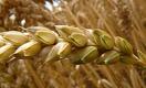 Экспорт пшеницы из Казахстана в страны ЕС вырос в 13 раз