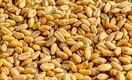 Минсельхоз - мукомолам: дефицита зерна нет