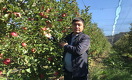 Золотые яблоки: как в Казахстане зарабатывают на главном фрукте страны