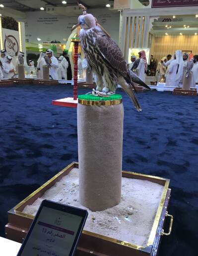 На выставке в Катаре. Взрослый балобан с клобуком на голове
