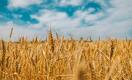 Казахстанская пшеница подешевела