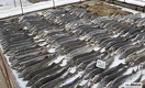 Гибель рыбы в Атырау: вместо миллиардного штрафа компания сменит вывеску