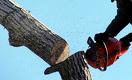 Жесткие требования за незаконный снос деревьев появятся в Алматы