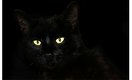 Черная кошка пробежала между Кыргызстаном и Казахстаном