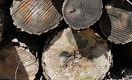 До 4 млн тенге придется заплатить за незаконно вырубленное дерево