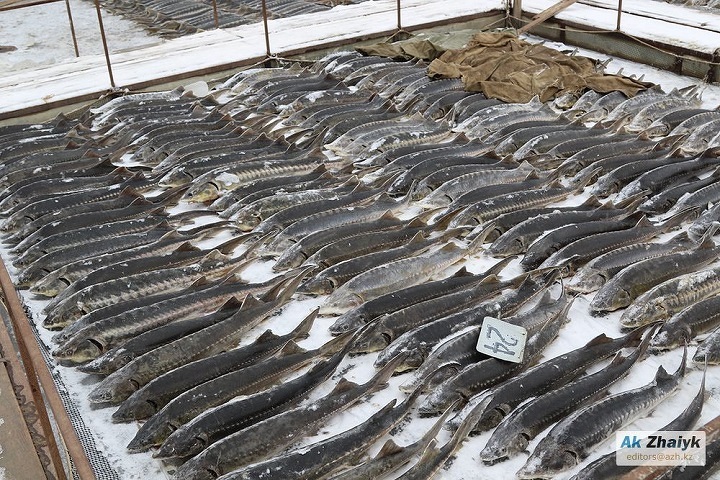 Погибшие осетровые в садковом рыбоводном хозяйстве ТОО «Луговской конный завод»