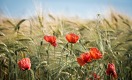 Зерно Казахстана: меньше, хуже и дороже