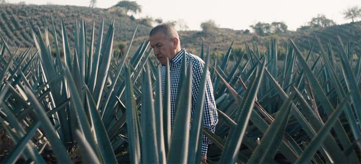 Августин Санчес на агавовых полях в Мексике