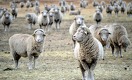 Почему Казахстан не может обогнать Турцию и Монголию и стать лидером в производстве баранины