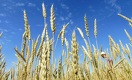 Будет ли казахстанская пшеница стоить больше 100 тыс. тенге за тонну?