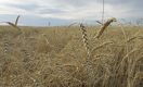 Казахстан сократит экспорт зерна на 3 млн тонн