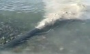 Превышение ПДК в разы: стали известны результаты проб воды в Алаколе