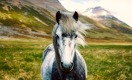 Конь — это и друг, и транспорт, и еда