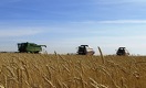 Год зерна. Крестьян ждут хороший урожай и высокие цены на пшеницу