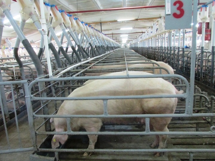 Откормочный цех