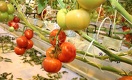 Сделано в Казахстане: лучшие сорта томатов и огурцов без ГМО круглогодично