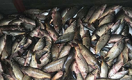 Теперь и в Алматинской области погибло несколько тонн рыбы