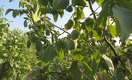 Выращивать грецкий орех в Казахстане — не экзотика 