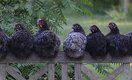 Банки сократили кредитование агросектора в 4 раза за 8 лет