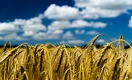Что делать Казахстану с ячменём, который шел на экспорт в Иран?